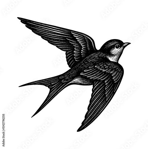 Engraved Illustration of a Swallow Bird Flying with Detailed Feathers