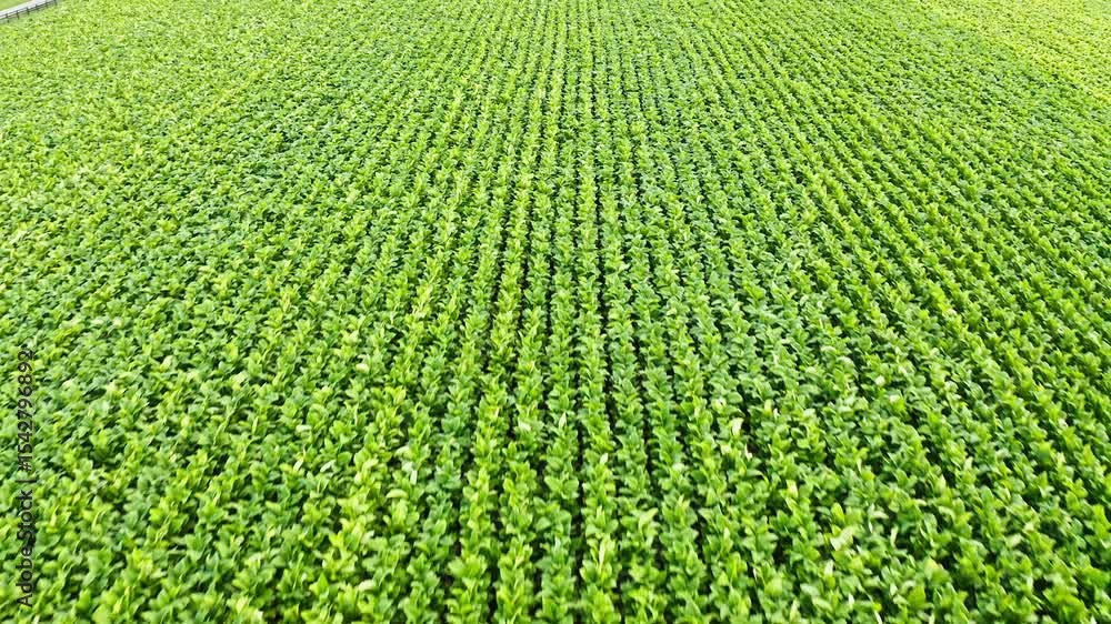 Tobacco field Tobacco field