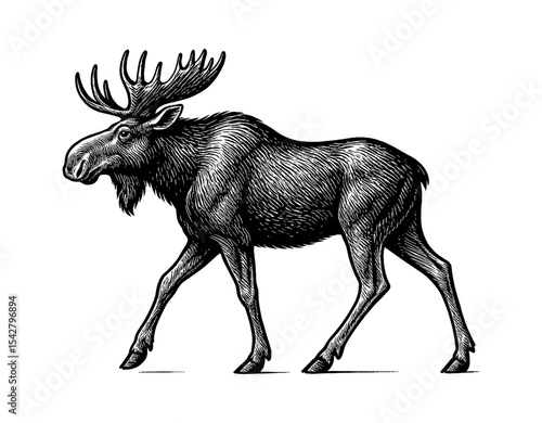 Moose Walking in Detailed Black and White Engraving Style Illustration Animal Wildlife Nature
