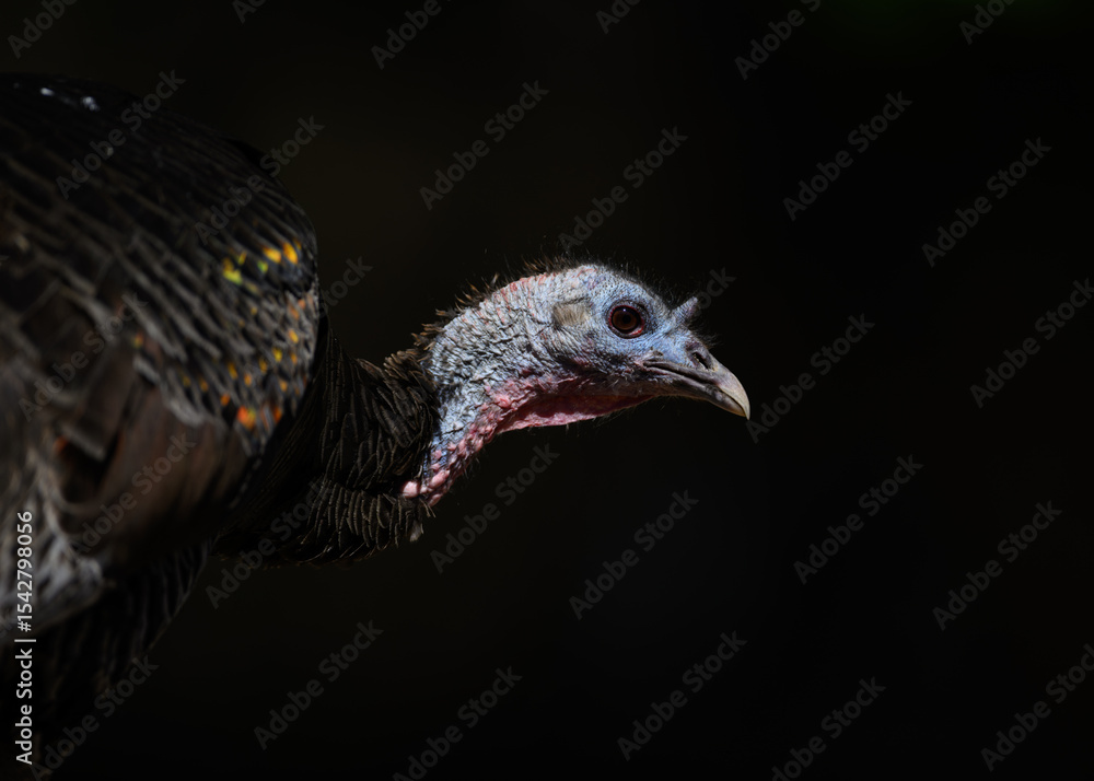 Obraz premium portrait of a turkey hen