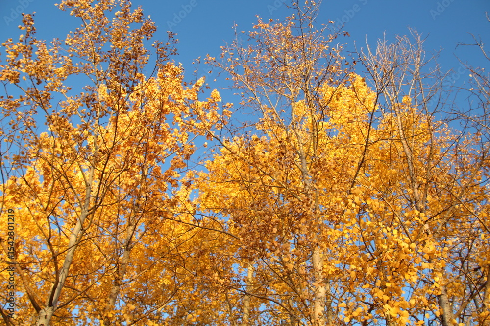 autumn leaves against blue sky autumn leaves against blue sky