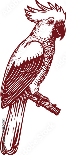Beautiful Classic Hand Drawing Cockatoo Bird