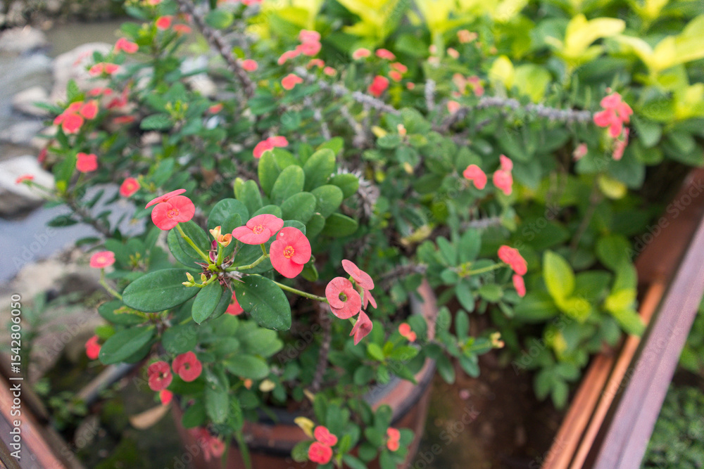 Obraz premium Euphorbia milii, the crown of thorns, Christ plant, or Christ's thorn, is a species of flowering plant in the spurge family Euphorbiaceae, native to Madagascar.