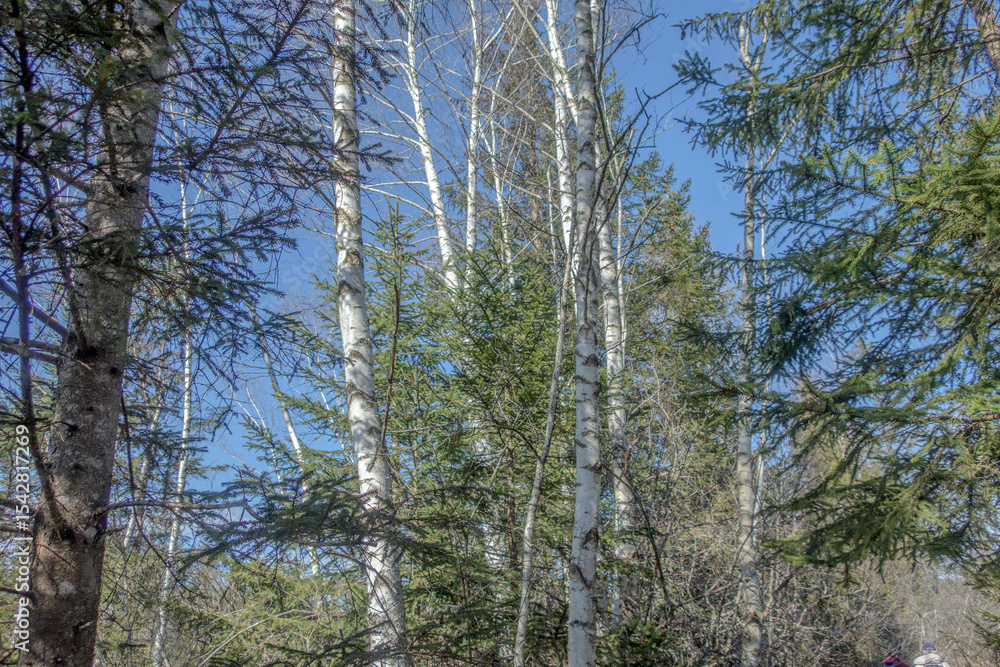 Fototapeta premium Sunny Spring of 2025