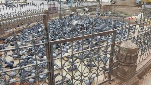 Birds flutter above as others peck the ground for seeds