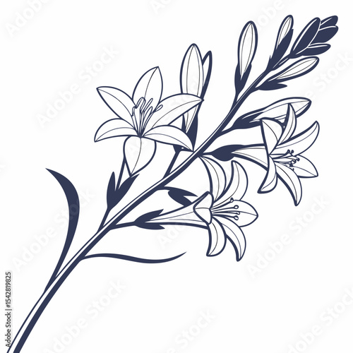 Bild auf Leinwand black and white  tuberoses