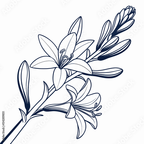 Fotografie black and white  tuberose