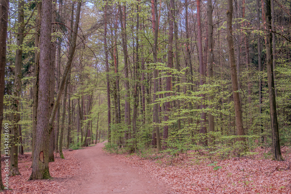 Obraz premium Sunny Spring of 2025