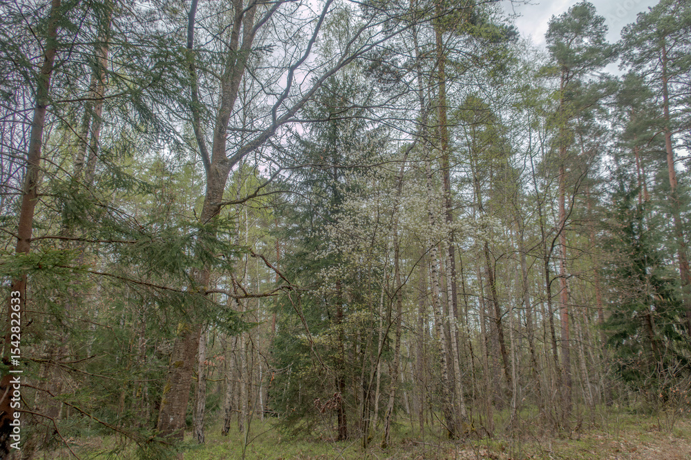 Fototapeta premium Sunny Spring of 2025