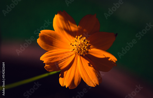 linda margarida flor em cerrado brasileiro no quintal de casa.