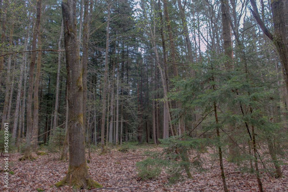 Fototapeta premium Sunny Spring of 2025