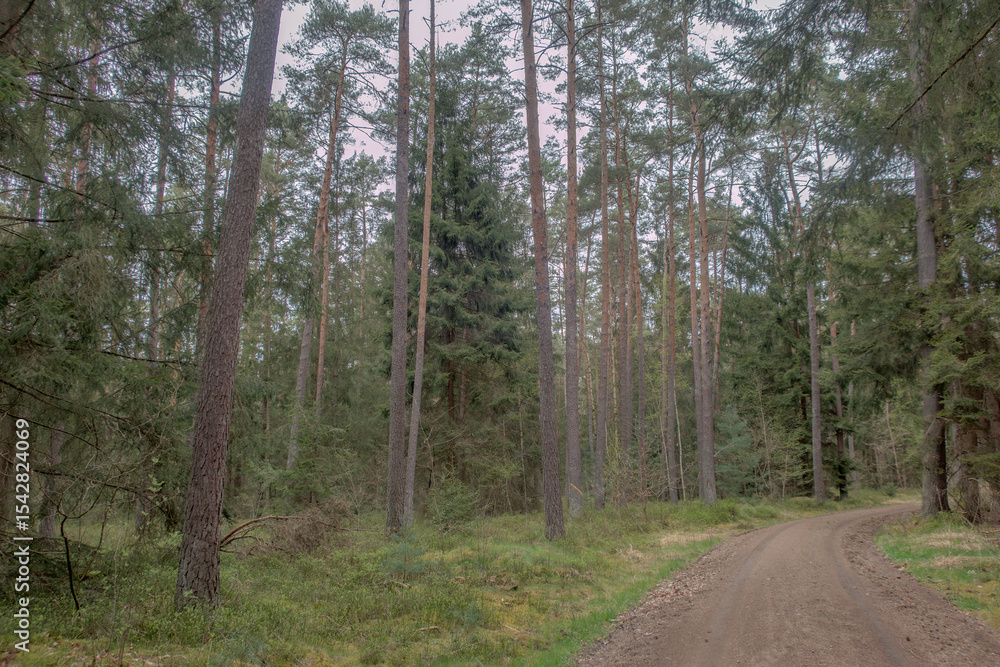 Fototapeta premium Sunny Spring of 2025