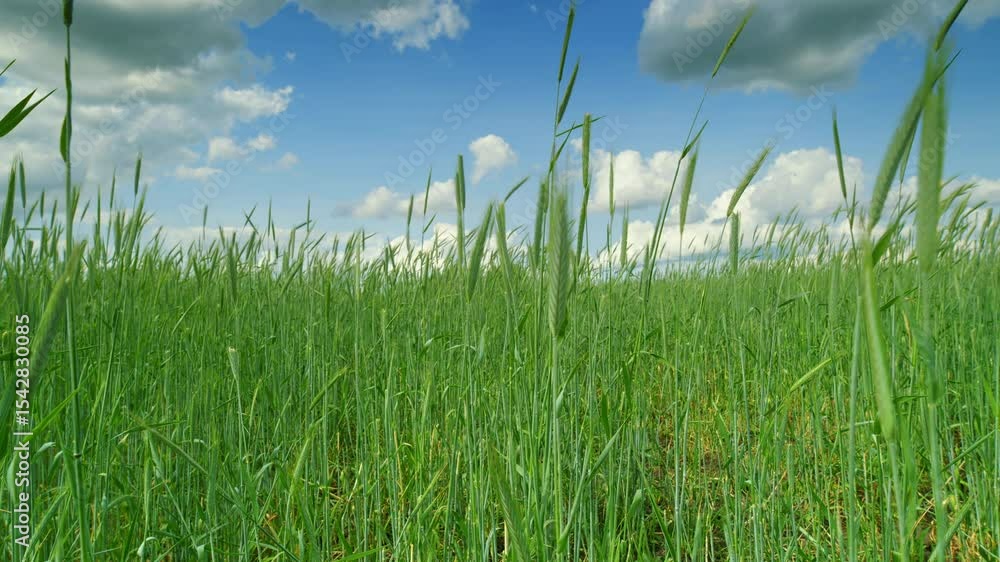 A Beautiful Lush Green Grass Field Underneath a Bright Blue Sky with Fluffy Clouds A Beautiful Lush Green Grass Field Underneath a Bright Blue Sky with Fluffy Clouds
