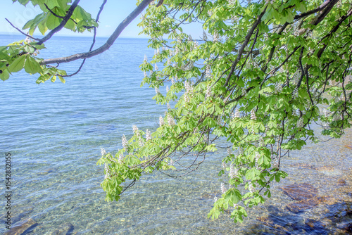 Sunny Spring of 2025