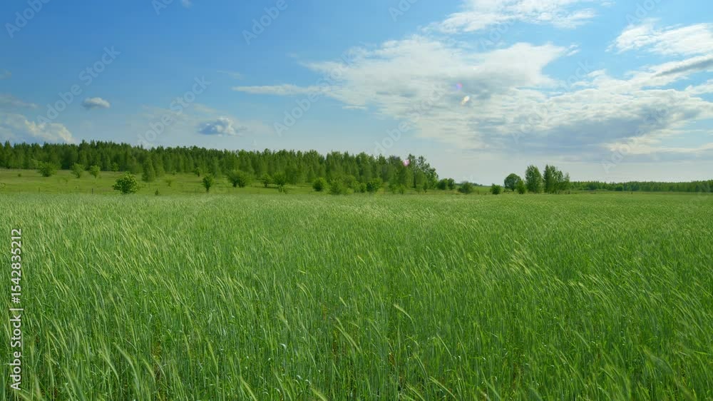 Stunningly Lush Green Fields Stretching Out Under a Bright Blue Sky with Fluffy Clouds Stunningly Lush Green Fields Stretching Out Under a Bright Blue Sky with Fluffy Clouds