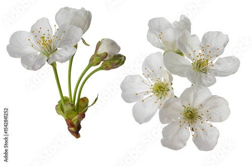 cherry blossoms and leaves, isolated on a white background