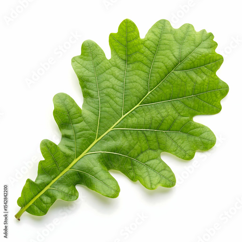 Green oak isolated on transparent background  