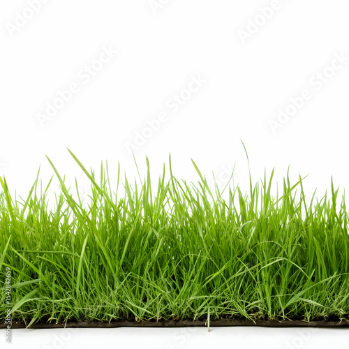 Grass banner isolated on transparent background  