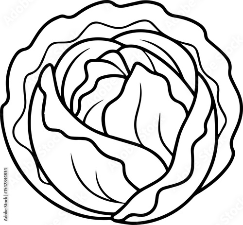 cabbage outline coloring book page line art vector illustration