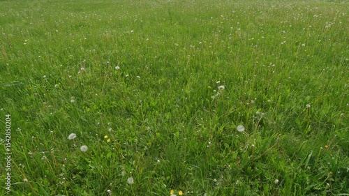 A Lush Green Meadow filled with Beautiful Dandelions in full Bloom, a true spectacle