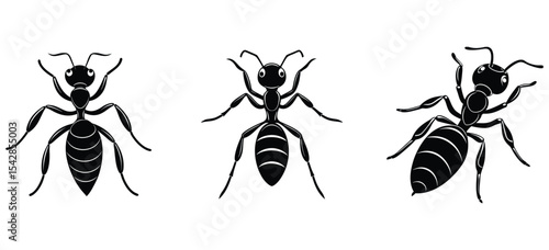 Black Ant silhouette Illustrations Three Detailed silhouette