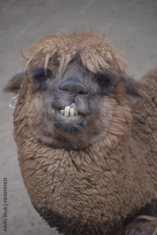 Fototapeta premium The alpaca (Lama pacos) is a species of South American camelid mammal. Fluffy brown alpaca with curious expression.