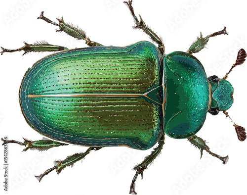 green beetle