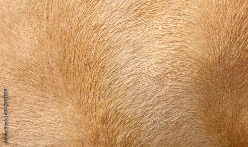 The fur of a dog is shown in a close up