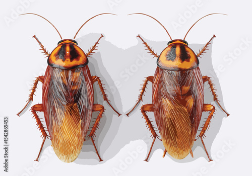 cockroach vector art
