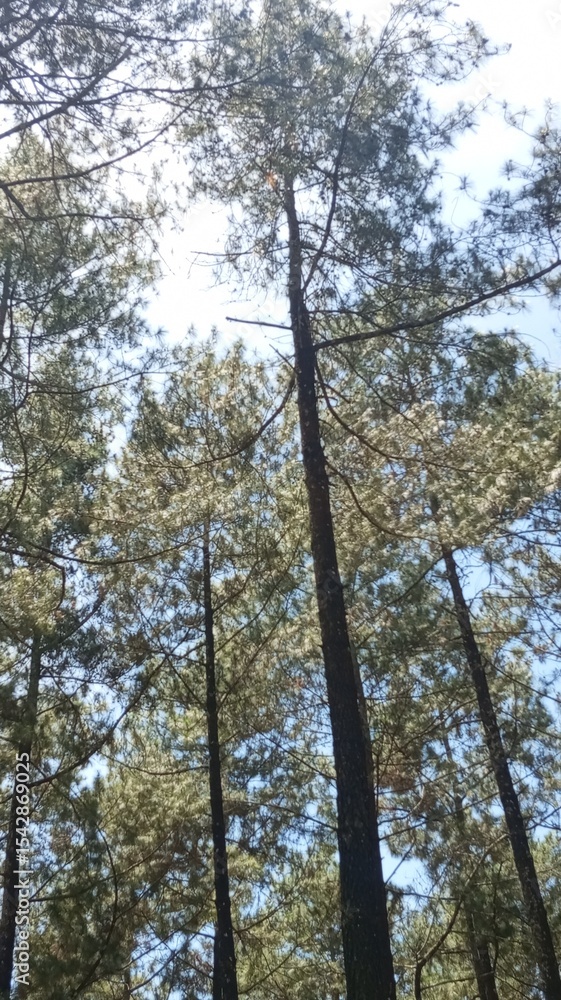 Fototapeta premium Looking Up at Pine Trees in Forest
