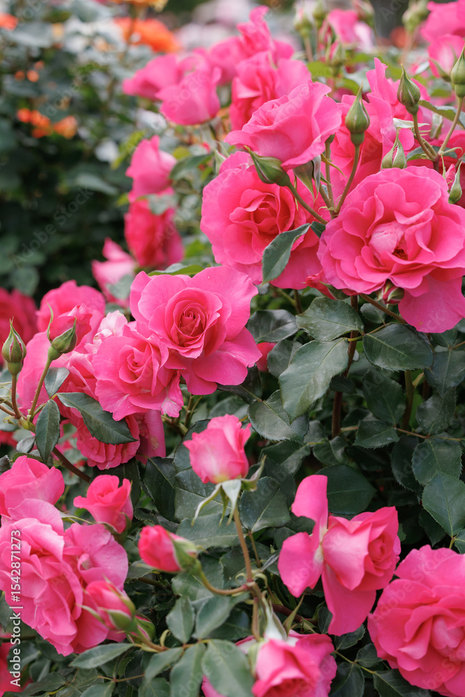 Obraz premium Roses blooming in the garden