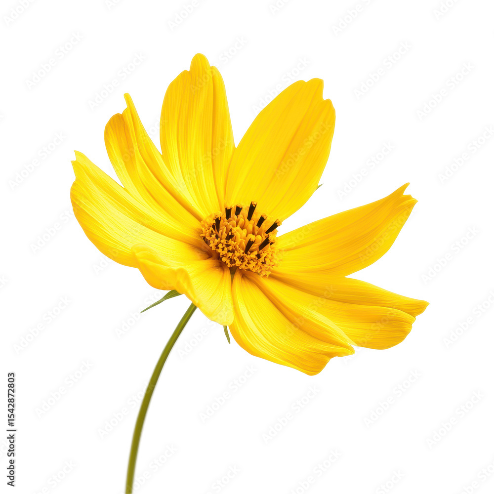 Obraz premium Bright yellow flower stands out against a pure Transparent background showcasing its delicate petals and vibrant color, cute yellow flower isolated