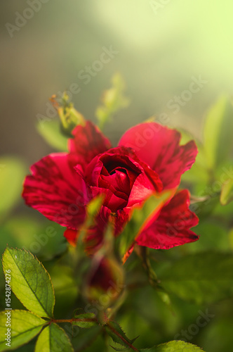 Bud of bright red burgundy rose in the rays of the sun