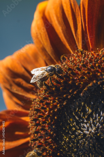 Sunflower flower with a bee collecting pollen