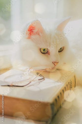 Cat on a book with glasses with sun glare