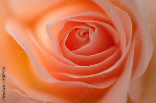 Macro photo of a coral rose bud