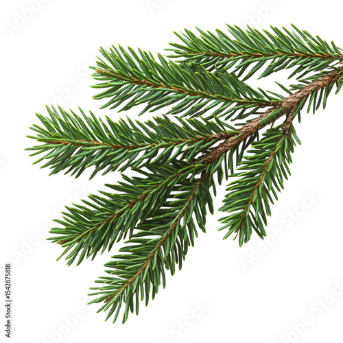 pine branch on transparent background