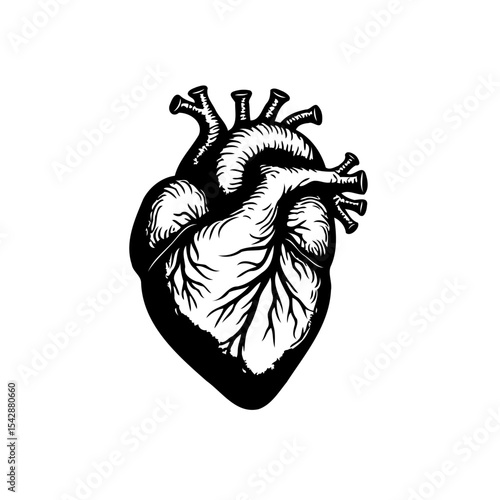 Anatomical heart illustration showcases detailed internal structure of the human body
