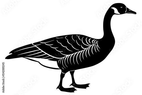 greylag goose isolated on white
