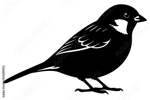 crow on a white background