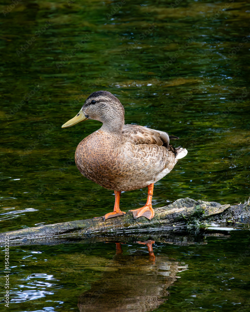 female mallard duck standing on driftwood in a river female mallard duck standing on driftwood in a river