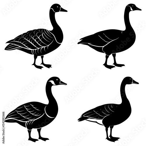 Four black and white geese standing in various poses with necks extended and detailed feather patterns