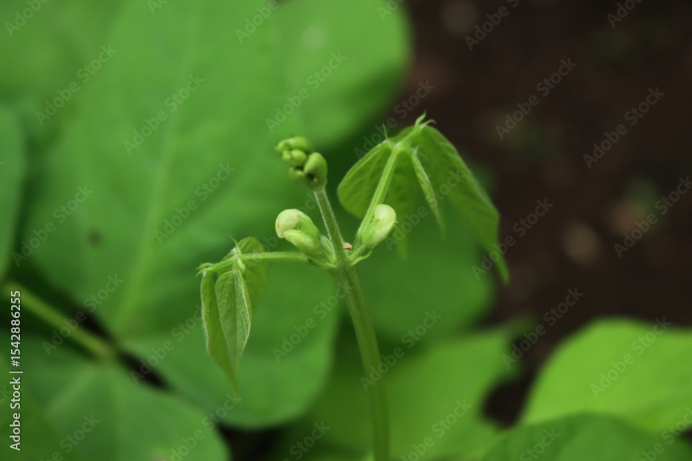 Close-up of French bean plants with small white blossoms. French bean plant in bloom in the vegetable garden Close-up of French bean plants with small white blossoms. French bean plant in bloom in the vegetable garden
