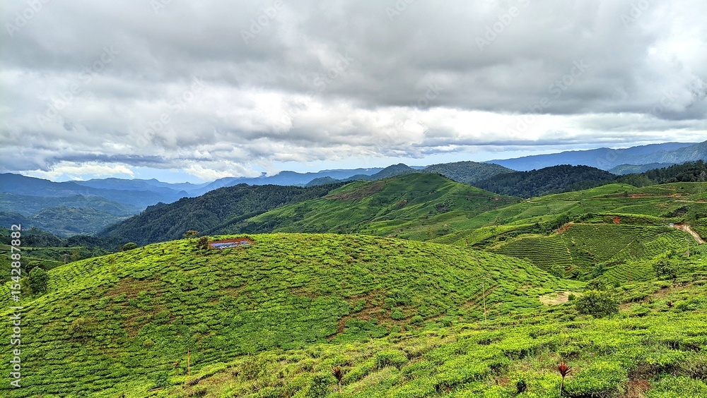 Obraz premium Beautiful view of the green hills of a tea plantation in Pangalengan, Bandung Regency