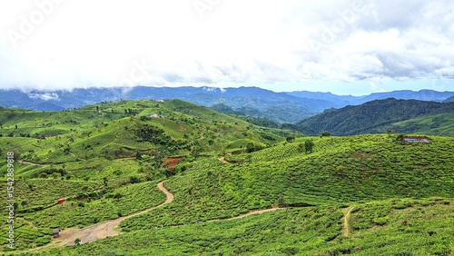 Beautiful view of the green hills of a tea plantation in Pangalengan, Bandung Regency