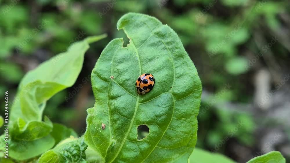 Red ladybugs are relaxing on the tops of the leaves in the afternoon. 4k video Red ladybugs are relaxing on the tops of the leaves in the afternoon. 4k video