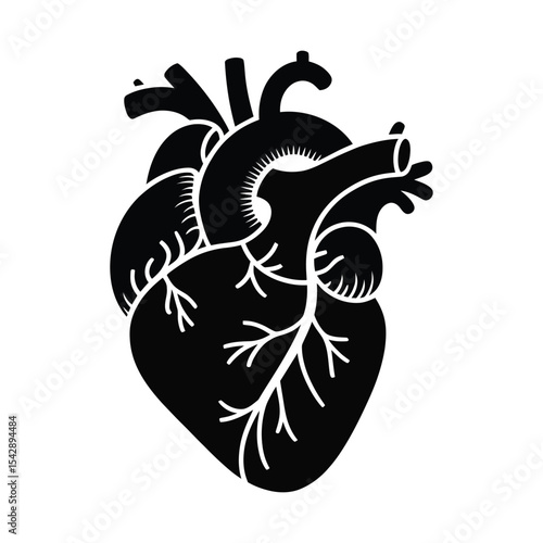 Realistic Human Heart Anatomy Graphic in Vector Style


