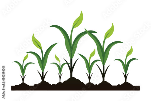 Young green corn plants growing in fertile soil isolated on white background