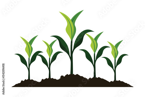 Young green corn plants growing in fertile soil isolated on white background