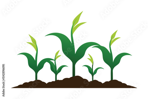 Young green corn plants growing in fertile soil isolated on white background